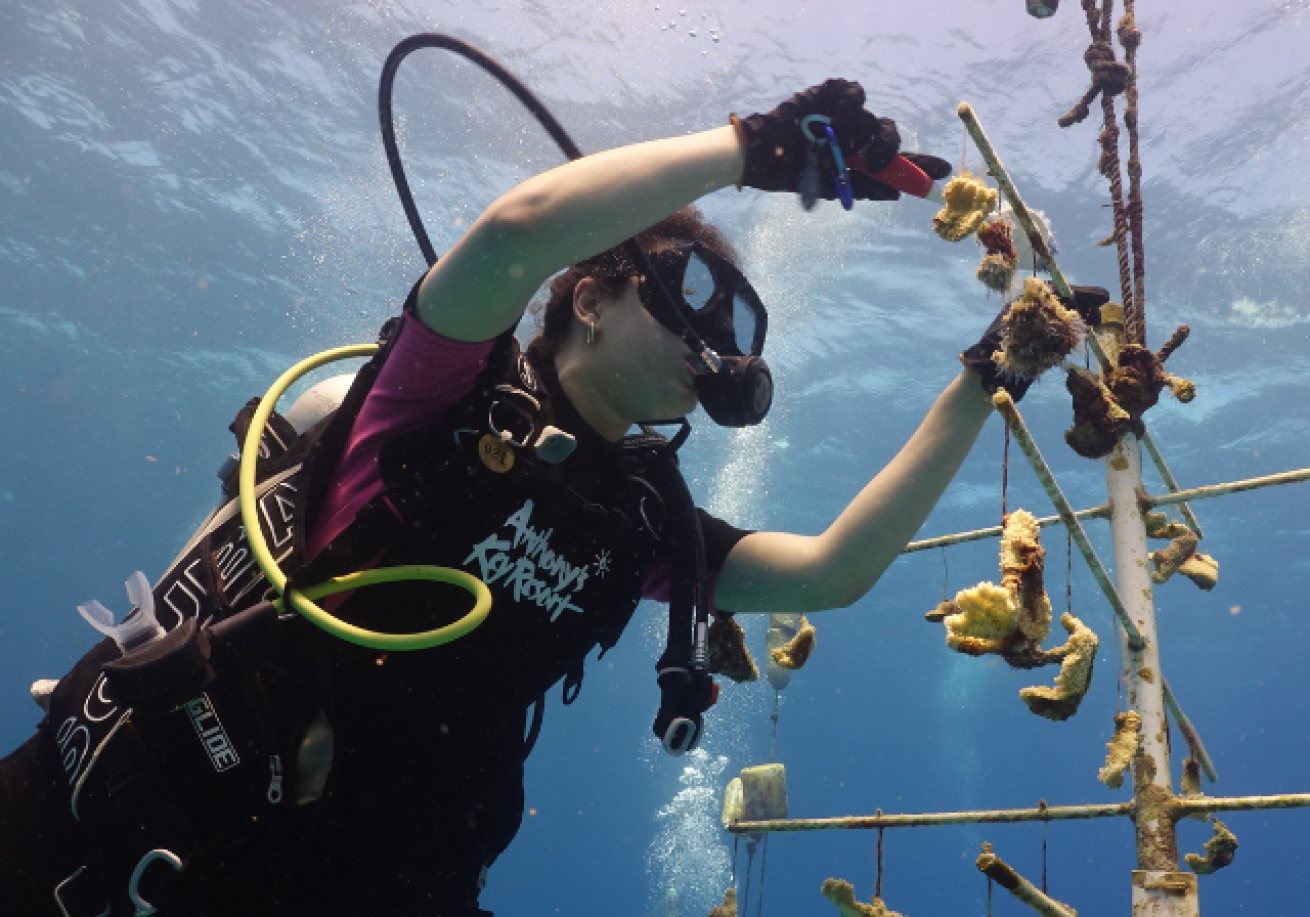 A person in scuba gear holding objects